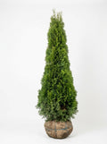 Emerald Green Arborvitae (Smaragd Cedar)