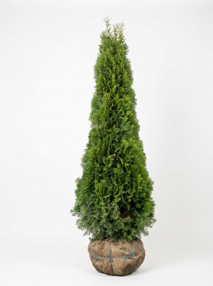 Emerald Green Arborvitae (Smaragd Cedar)