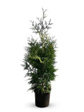 Thuja Green Giant Arborvitae (Potted)