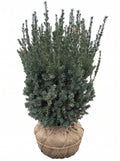 Hicks Yew (Taxus hicksii)
