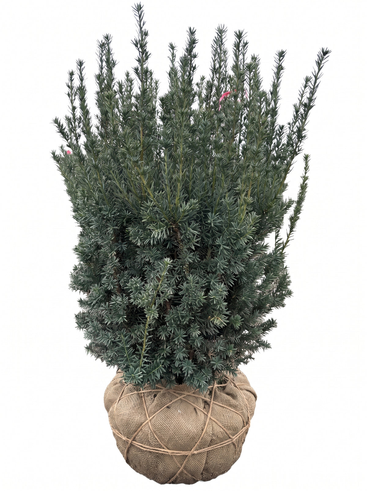 Hicks Yew (Taxus hicksii)