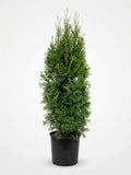 Emerald Smaragd Cedar (Potted)