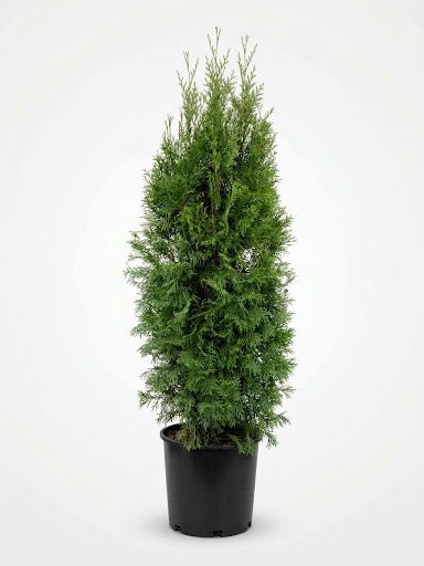 Emerald Smaragd Cedar (Potted)