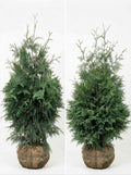 Thuja Green Giant Arborvitae