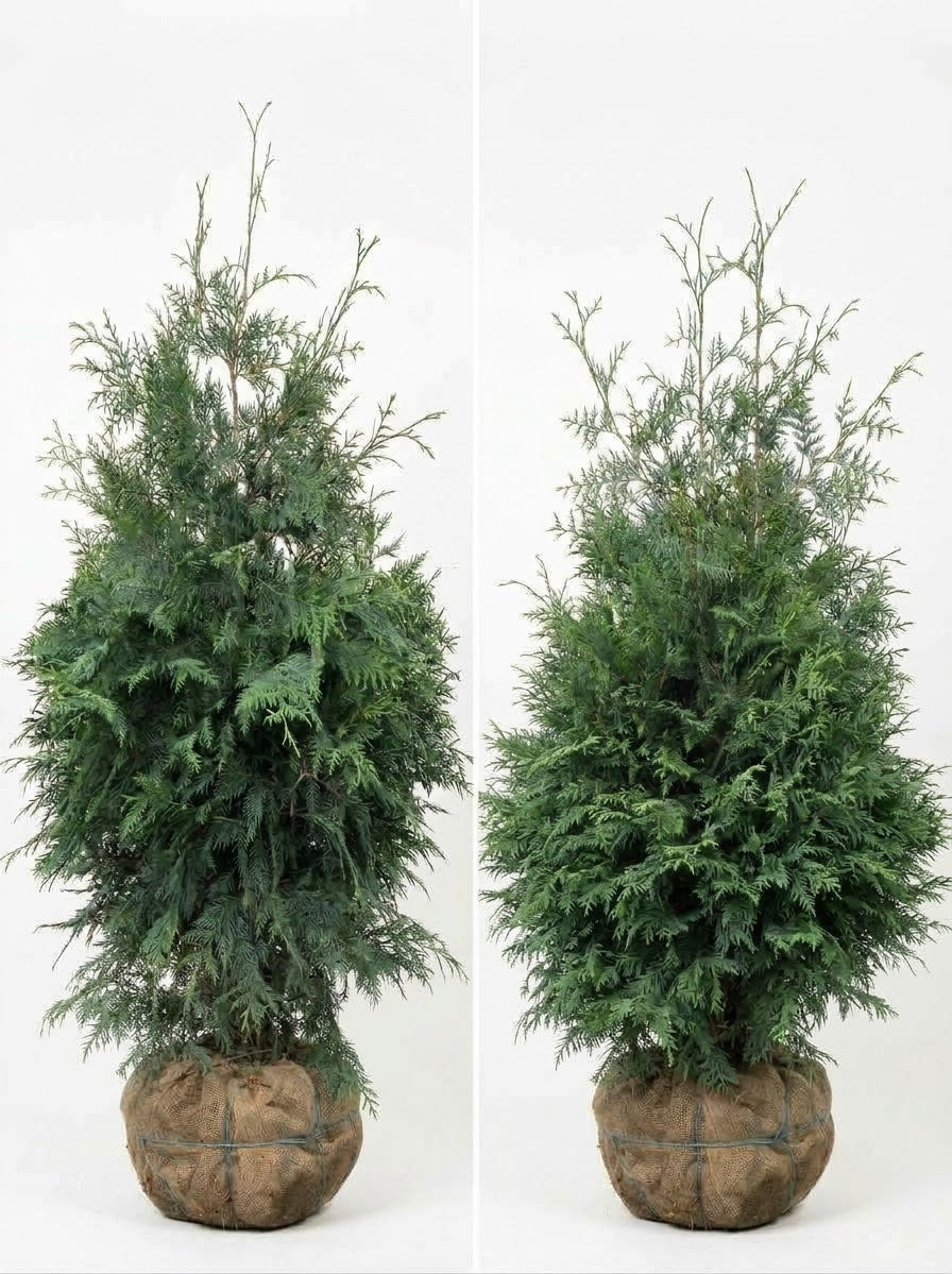 Thuja Green Giant Arborvitae